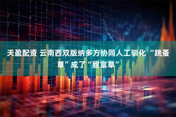 天盈配资 云南西双版纳多方协同人工驯化 “跳蚤草”成了“致富草”